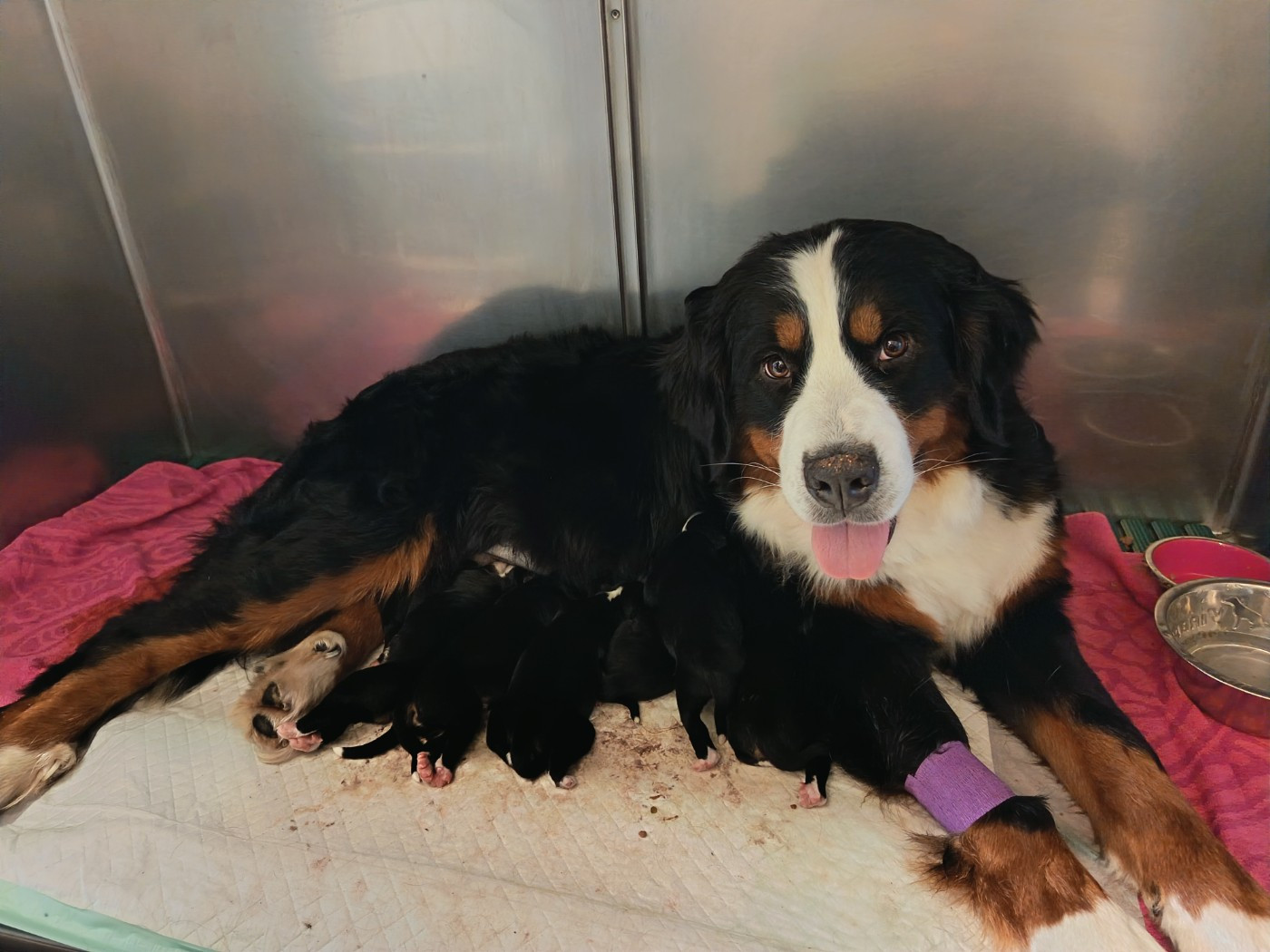 Les bébés de UNICORN