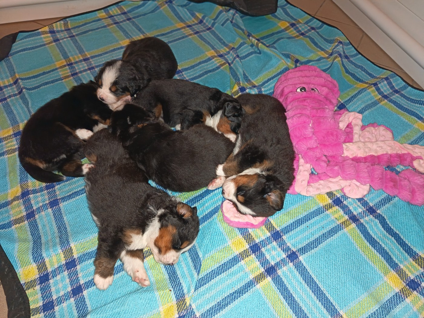 Chiot Bouvier Bernois De La Ferme De Couëffan
