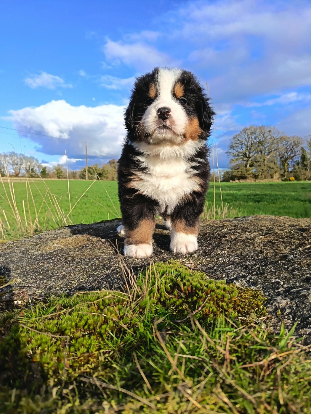De La Ferme De Couëffan - Chiots disponibles - Bouvier Bernois