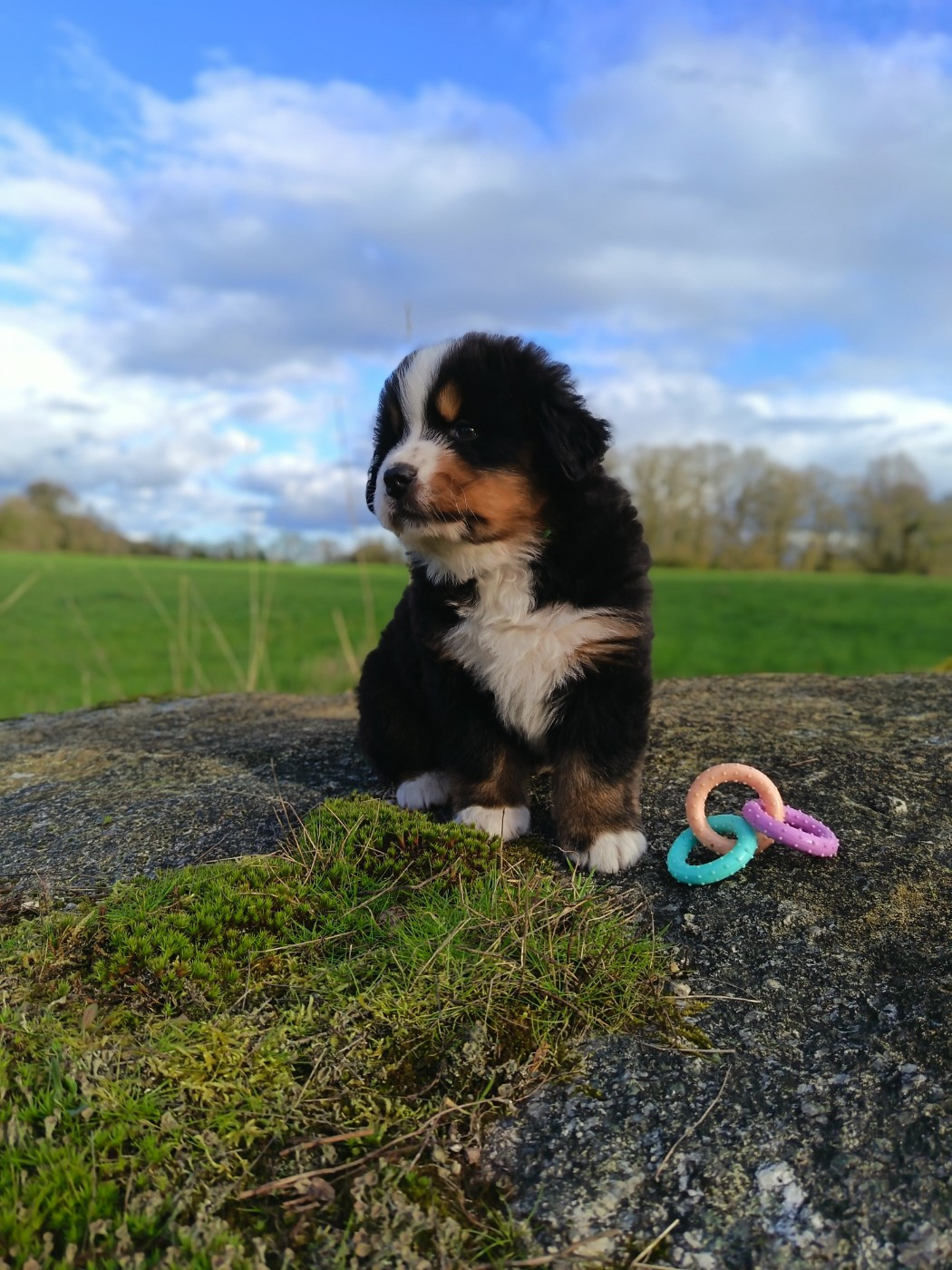De La Ferme De Couëffan - Chiots disponibles - Bouvier Bernois