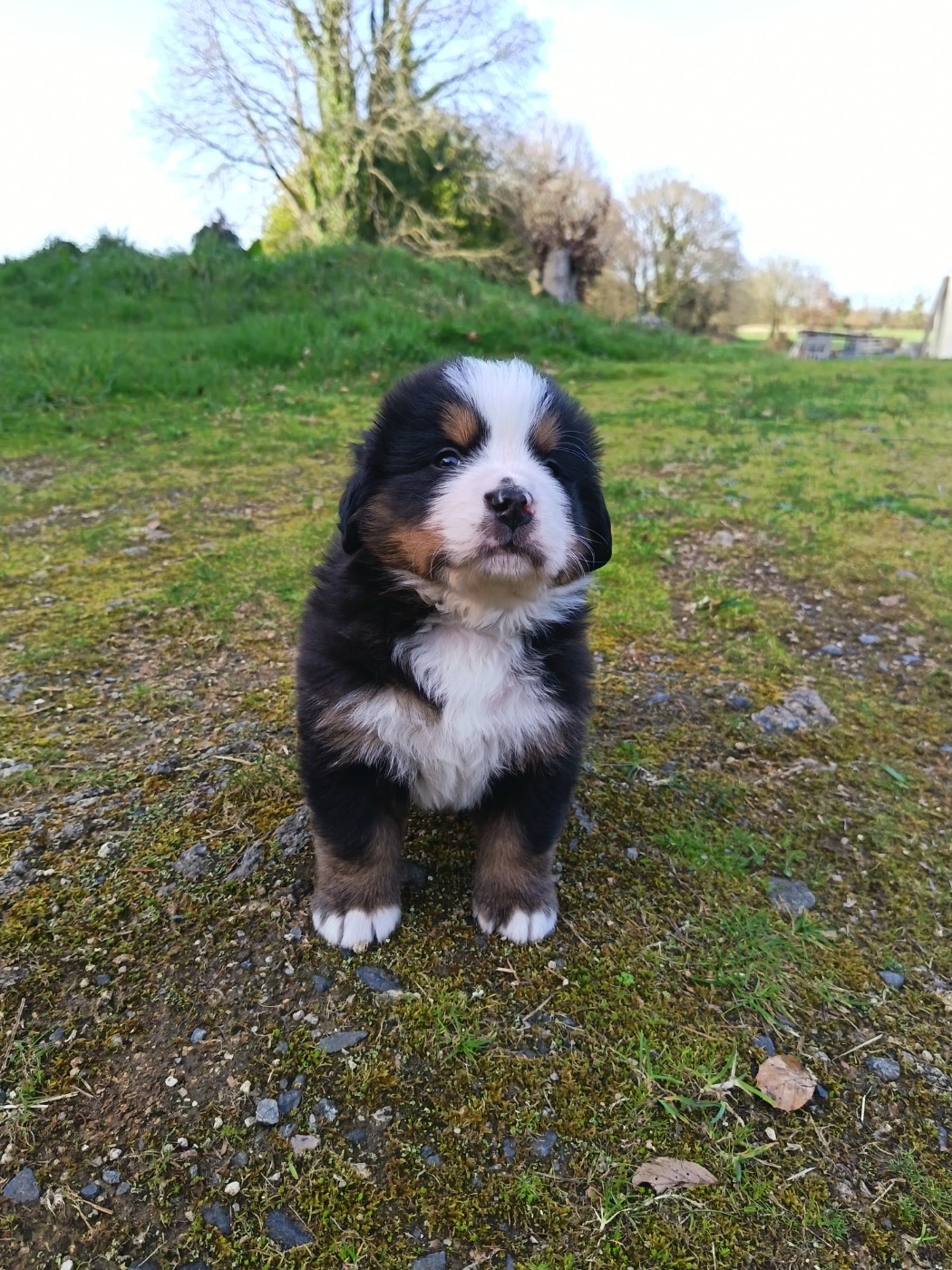 De La Ferme De Couëffan - Chiots disponibles - Bouvier Bernois