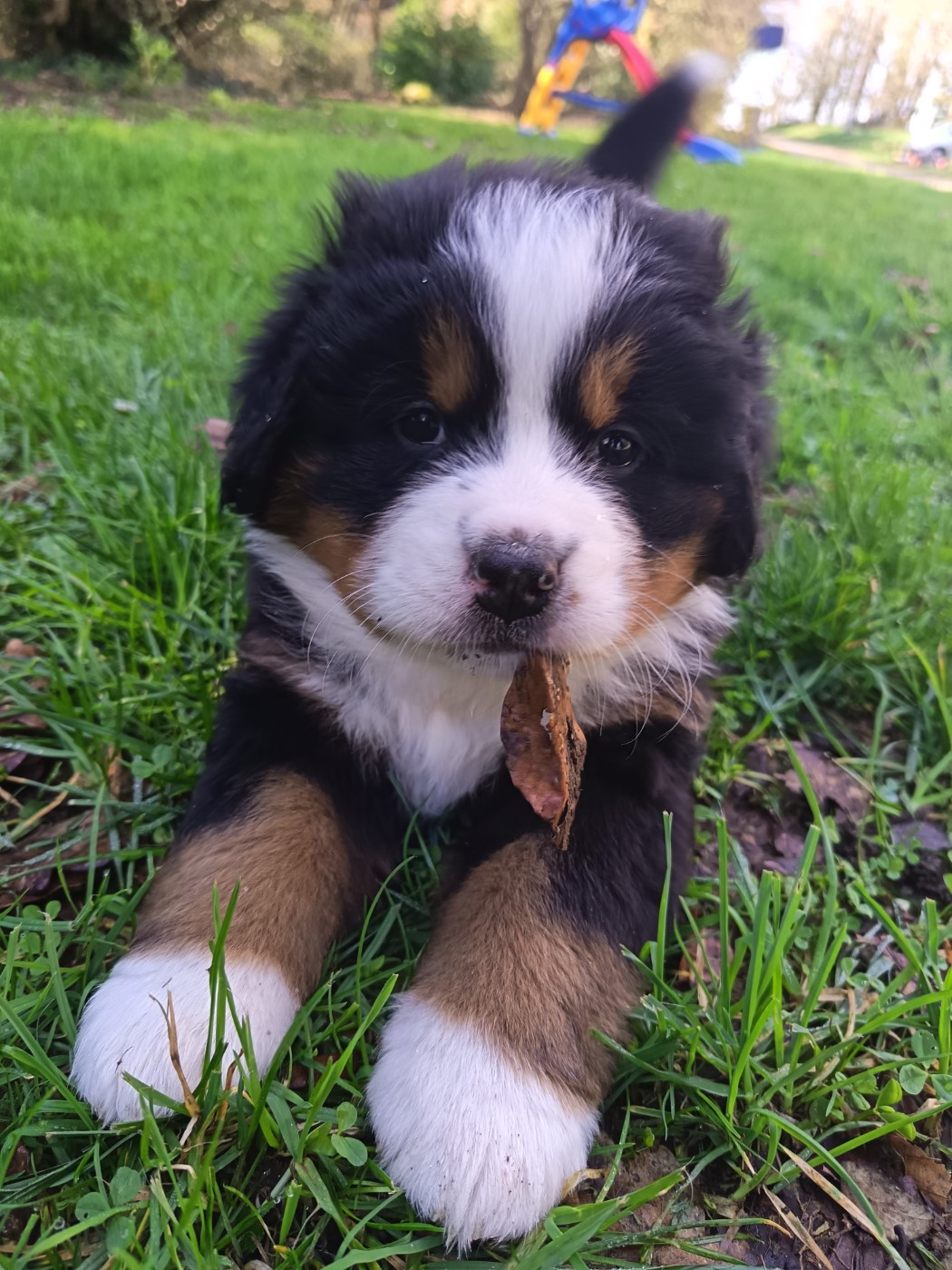 De La Ferme De Couëffan - Chiots disponibles - Bouvier Bernois